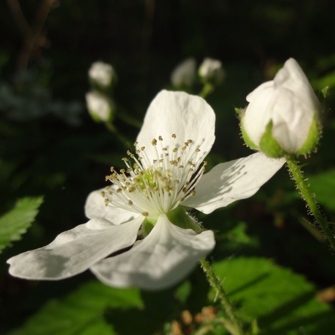A closeup of the flower of either a blackberry or raspberry bramble blooming along the boardwalk in Bradner Preserve.

Bradner Preserve is a 234 acre park located in Wood County. The trail system meanders through quite a variety of terrains. There are large trees, wetlands, a boardwalk, prairie and even a small patch of sand dunes.

There are mosquitoes, and they will find you delicious.