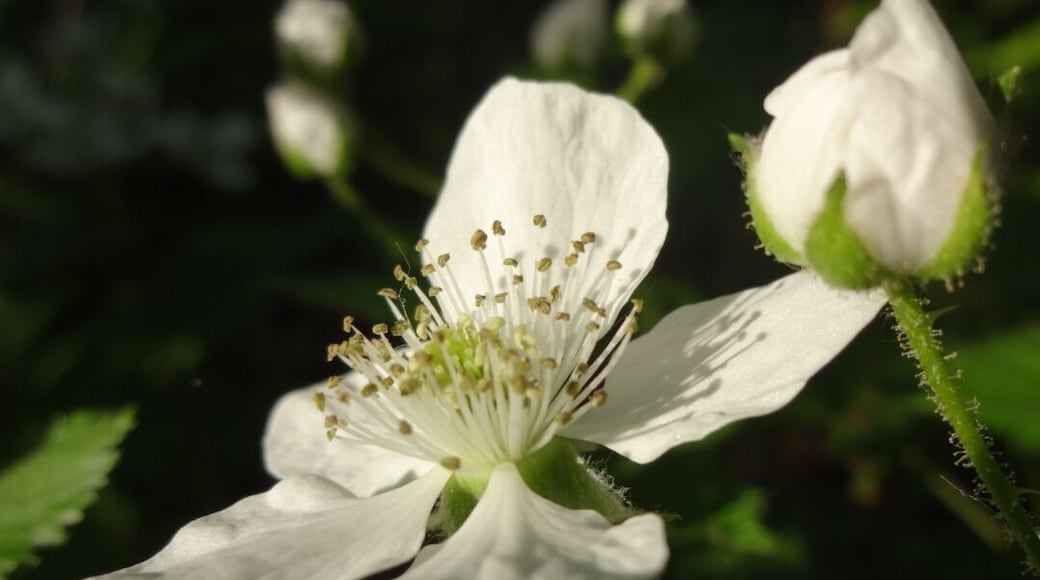 A closeup of the flower of either a blackberry or raspberry bramble blooming along the boardwalk in Bradner Preserve.
Bradner Preserve is a 234 acre park located in Wood County. The trail system meanders through quite a variety of terrains. There are large trees, wetlands, a boardwalk, prairie and even a small patch of sand dunes.
There are mosquitoes, and they will find you delicious.