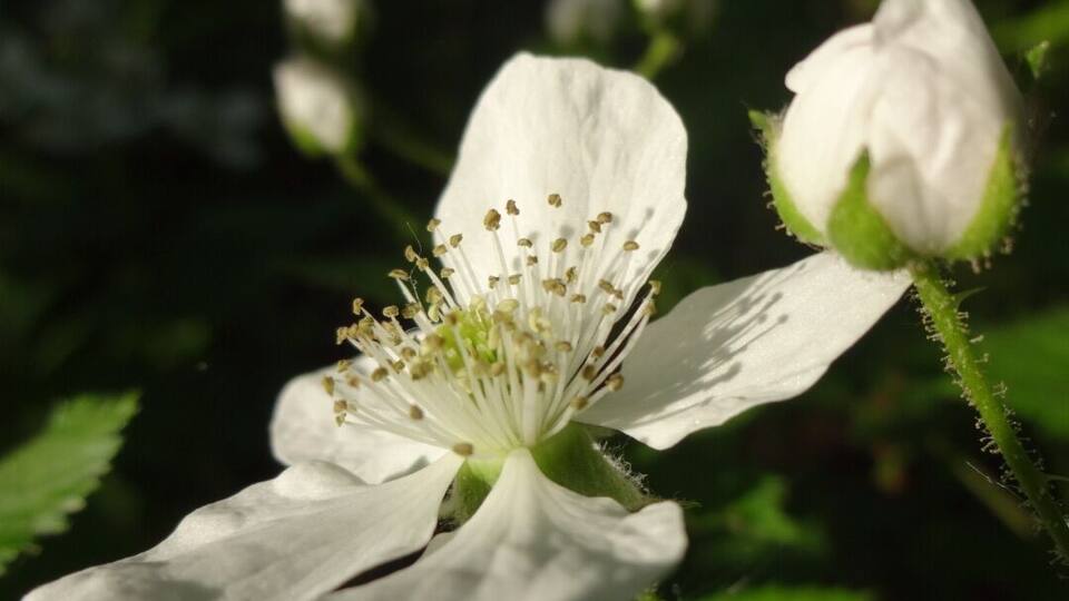 A white flower with green leaves and buds in a natural setting.