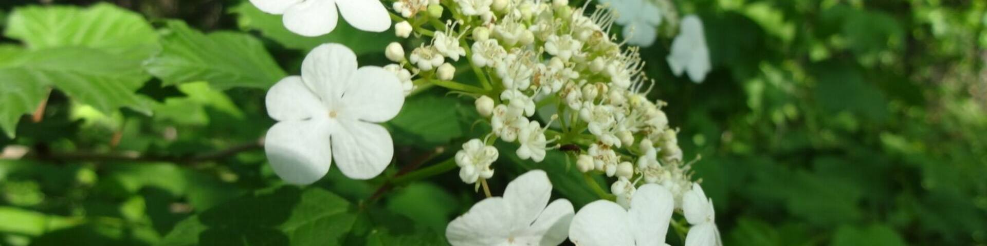 The bloom of Hydrangea macrophylla. The white flowers on the perimeter are sterile, while the less showy flowers in the center of corymb are used in reproduction.
Bradner Preserve is a 234 acre park located in Wood County. The trail system meanders through quite a variety of terrains. There are large trees, wetlands, a boardwalk, prairie and even a small patch of sand dunes.
There are mosquitoes, and they will find you delicious.
