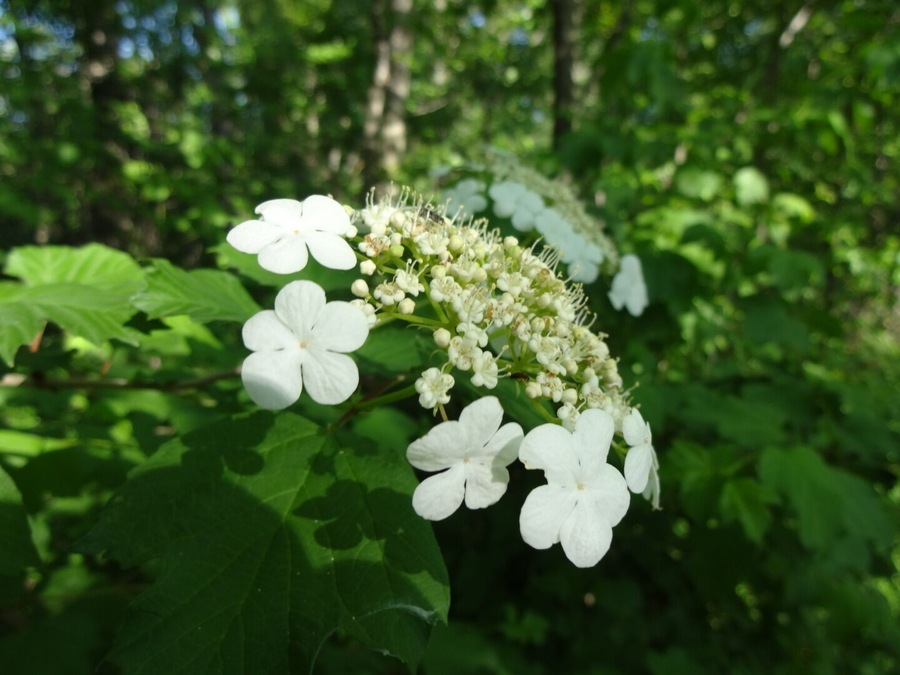 The bloom of Hydrangea macrophylla. The white flowers on the perimeter are sterile, while the less showy flowers in the center of corymb are used in reproduction.
Bradner Preserve is a 234 acre park located in Wood County. The trail system meanders through quite a variety of terrains. There are large trees, wetlands, a boardwalk, prairie and even a small patch of sand dunes.
There are mosquitoes, and they will find you delicious.