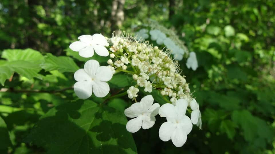 A cluster of white flowers with green leaves in a forest.