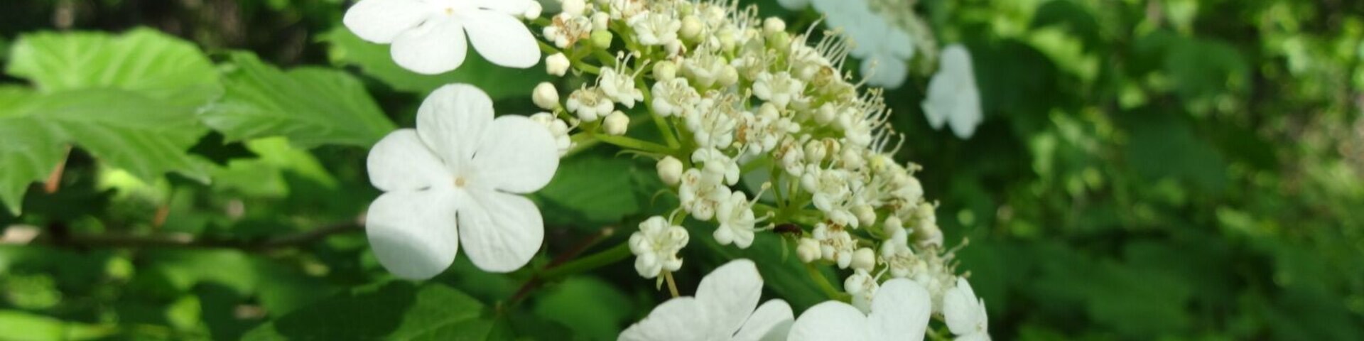 The bloom of Hydrangea macrophylla. The white flowers on the perimeter are sterile, while the less showy flowers in the center of corymb are used in reproduction.
Bradner Preserve is a 234 acre park located in Wood County. The trail system meanders through quite a variety of terrains. There are large trees, wetlands, a boardwalk, prairie and even a small patch of sand dunes.
There are mosquitoes, and they will find you delicious.