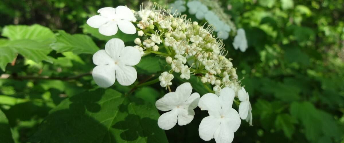 A cluster of white flowers with green leaves in a forest.