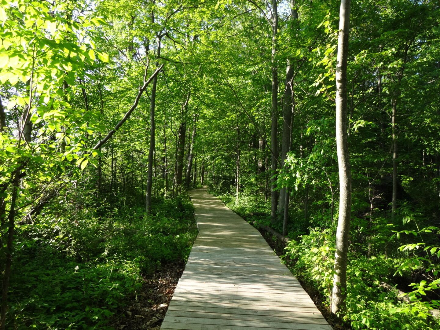 Bradner Preserve is a 234 acre park located in Wood County. The trail system meanders through quite a variety of terrains. There are large trees, wetlands, a boardwalk, prairie and even a small patch of sand dunes. 

There are mosquitoes, and they will find you delicious.