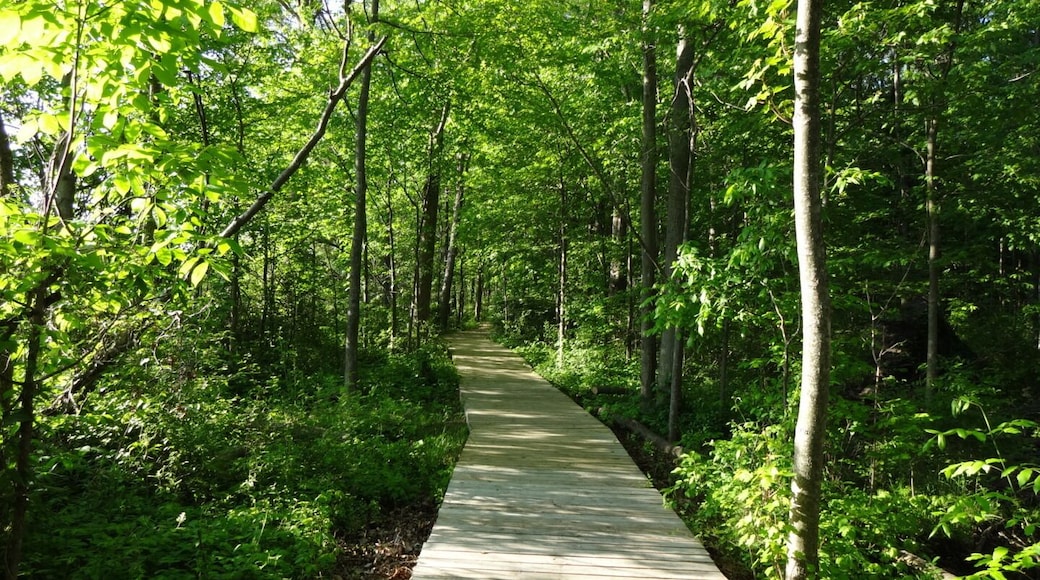 Bradner Preserve is a 234 acre park located in Wood County. The trail system meanders through quite a variety of terrains. There are large trees, wetlands, a boardwalk, prairie and even a small patch of sand dunes.
There are mosquitoes, and they will find you delicious.