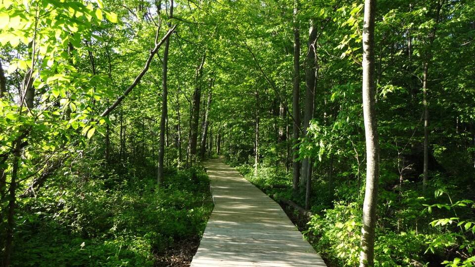 A wooden boardwalk through a dense forest with tall trees and lush green foliage.