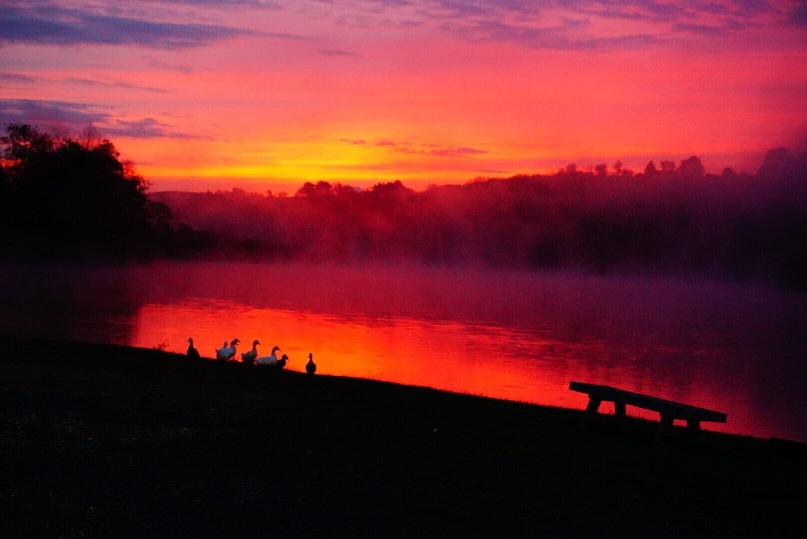 A sunset over a river with a bench and ducks on the shore.