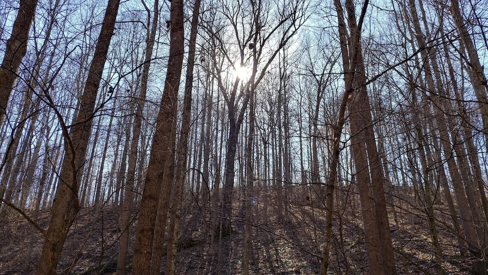 A dense forest with tall trees and sunlight filtering through the branches.
