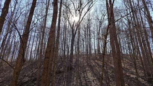 Desonier State Nature Preserve in Coolville has a 2 mile loop trail through forests of mature Beech and Oaks in deep ravines and on steep hillsides. The trail criss-crosses Jordan Run, a tributary of the Hocking River.
#FindingtheUniverse