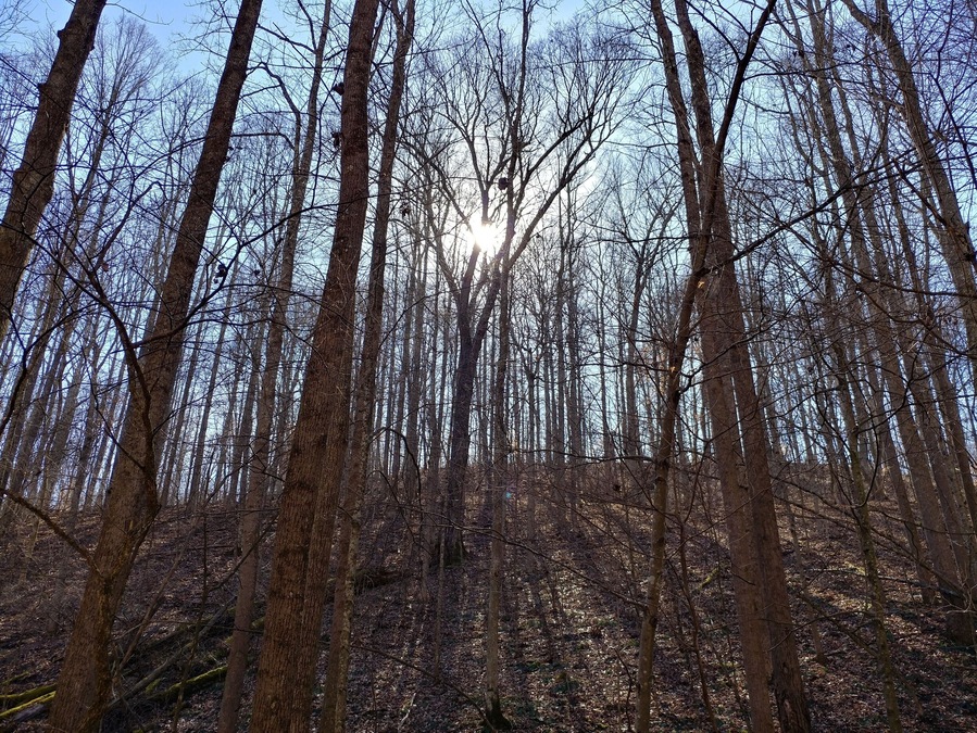 Desonier State Nature Preserve in Coolville has a 2 mile loop trail through forests of mature Beech and Oaks in deep ravines and on steep hillsides. The trail criss-crosses Jordan Run, a tributary of the Hocking River.
#FindingtheUniverse