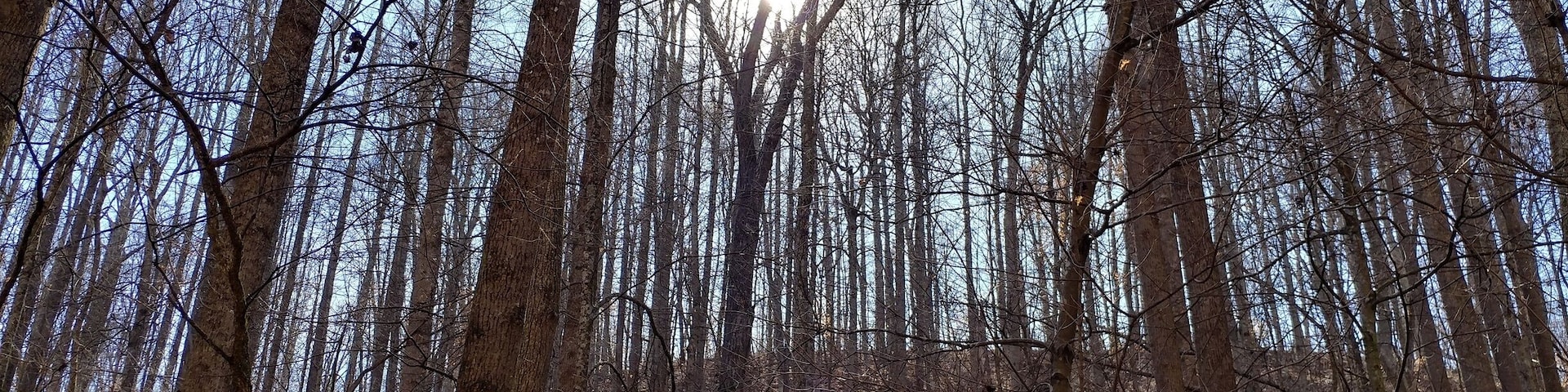 Desonier State Nature Preserve in Coolville has a 2 mile loop trail through forests of mature Beech and Oaks in deep ravines and on steep hillsides. The trail criss-crosses Jordan Run, a tributary of the Hocking River.
#FindingtheUniverse