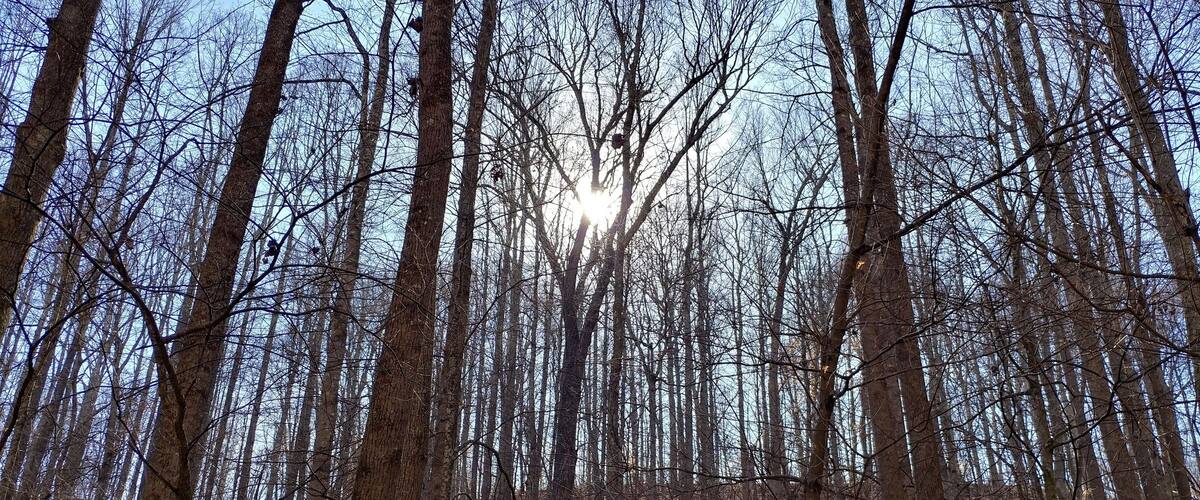 A dense forest with tall trees and sunlight filtering through the branches.