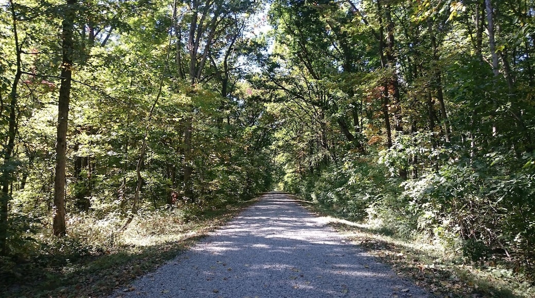 Myers Woods is a tiny pocket park in a heavily wooded area down a gravel road adjacent to Killdeer Plains Wildlife Area.
This hidden gem has a short loop trail and plenty of fungi to photograph.