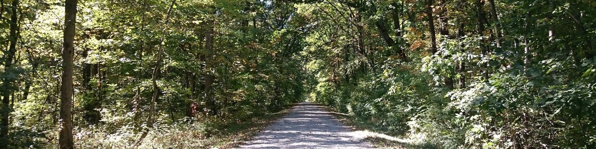 Myers Woods is a tiny pocket park in a heavily wooded area down a gravel road adjacent to Killdeer Plains Wildlife Area.
This hidden gem has a short loop trail and plenty of fungi to photograph.