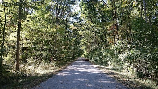 Myers Woods is a tiny pocket park in a heavily wooded area down a gravel road adjacent to Killdeer Plains Wildlife Area.
This hidden gem has a short loop trail and plenty of fungi to photograph.