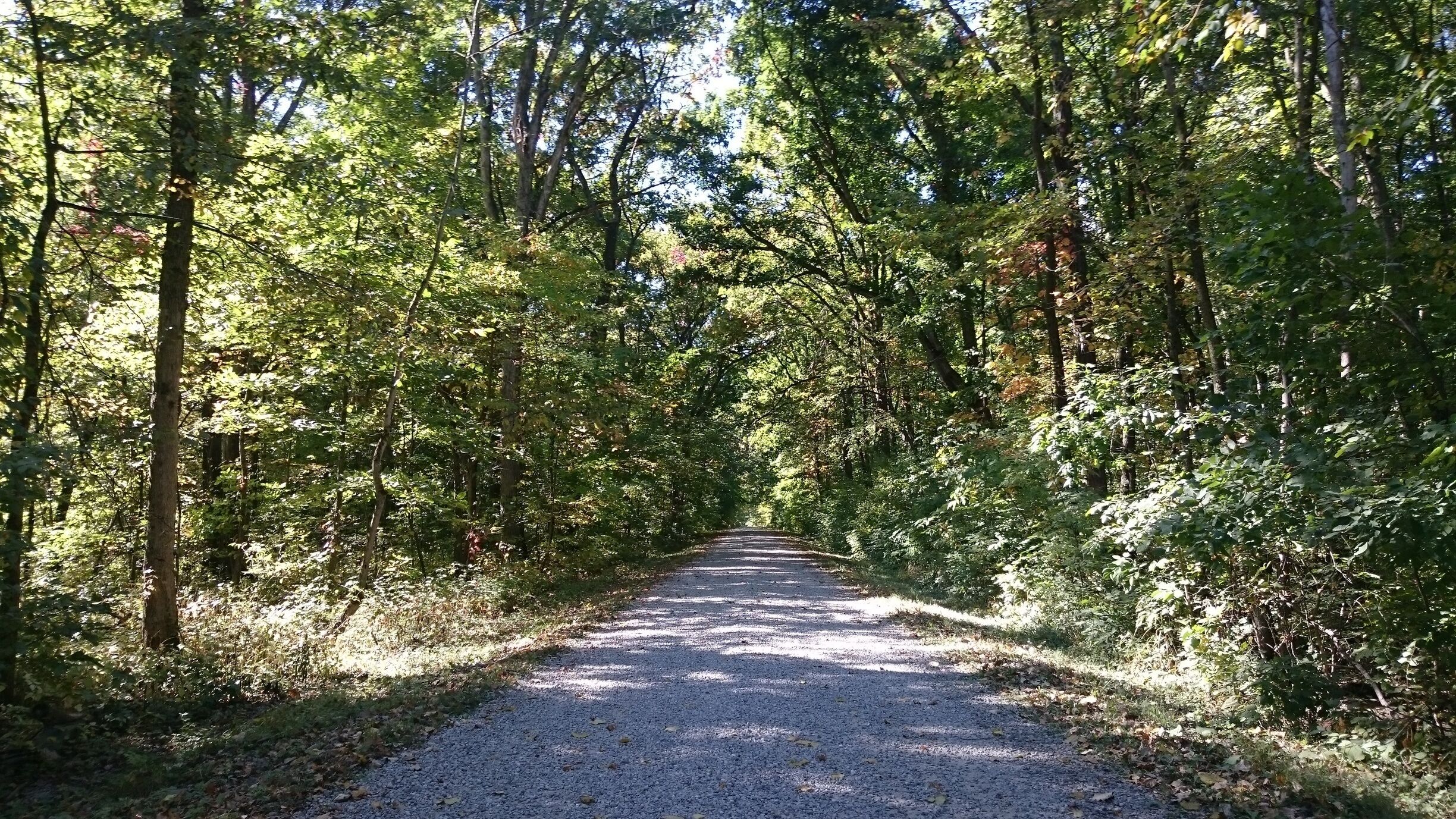 A gravel path through a densely wooded area with tall trees and sunlight filtering through the foliage.