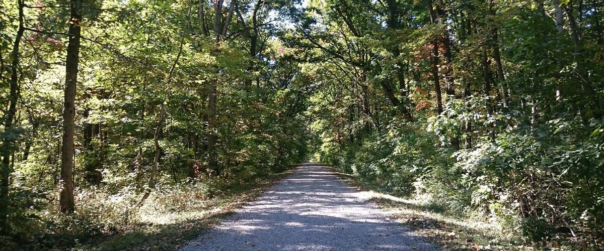 A gravel path through a densely wooded area with tall trees and sunlight filtering through the foliage.