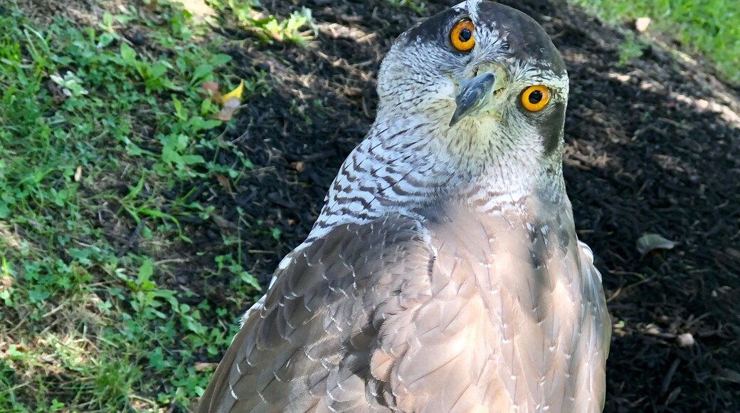 Beautiful birds of prey at the Columbus Renaissance Festival.