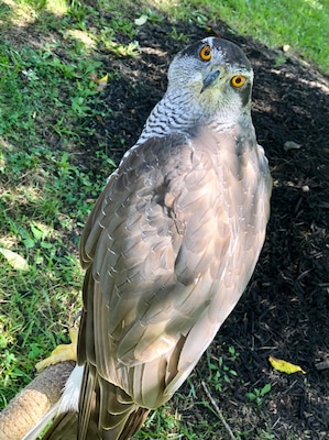 Beautiful birds of prey at the Columbus Renaissance Festival.