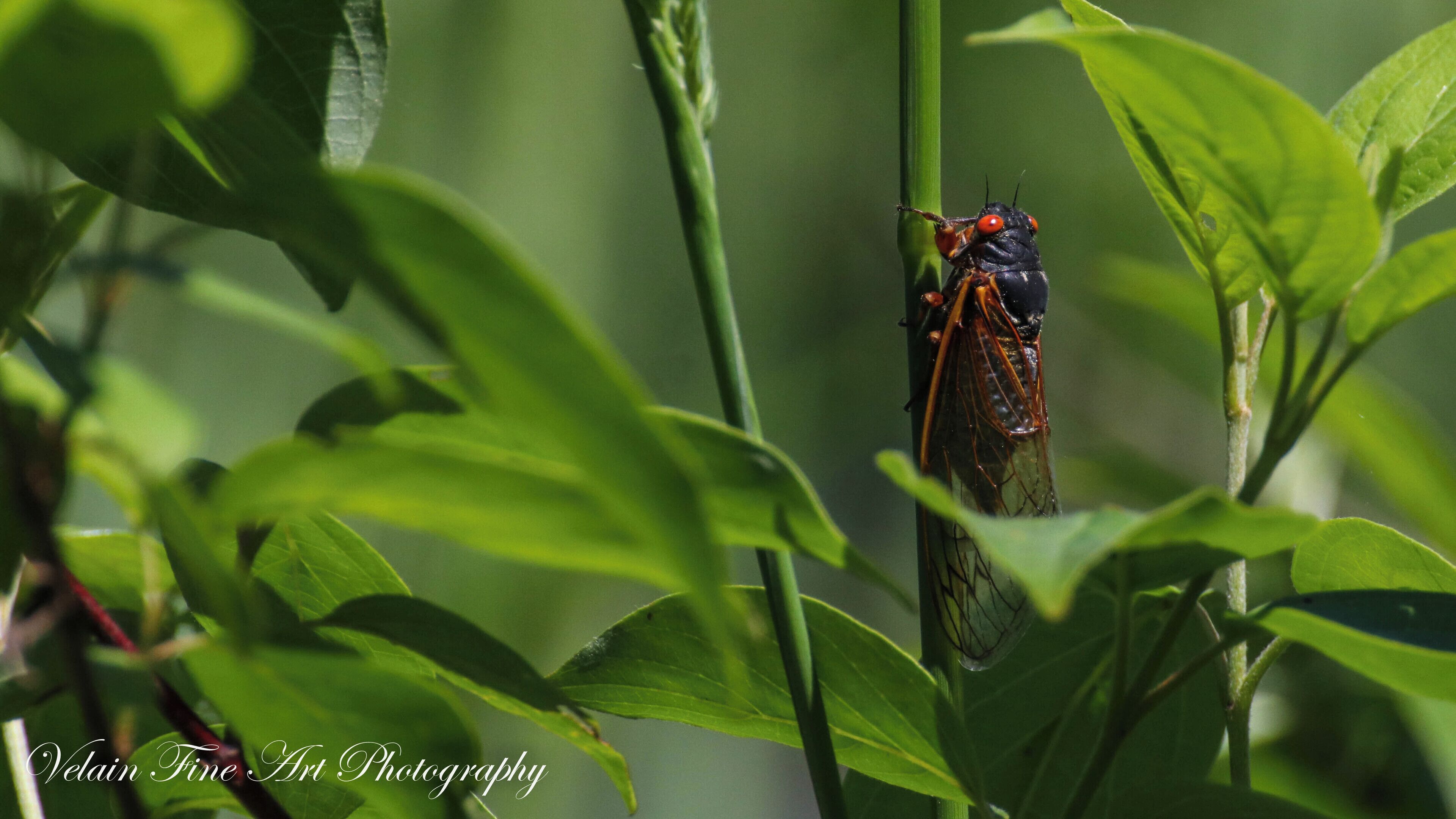 My wife loves these things. 