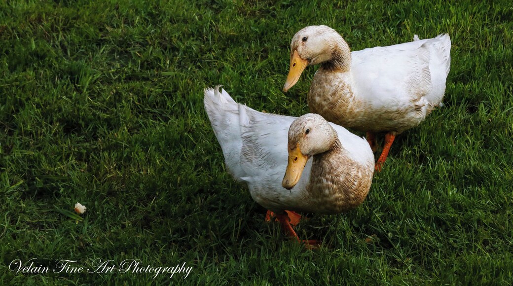 These two ducks are always there to great me at Highlandtown Reservoir. Great place for Osprey and Eagles too.