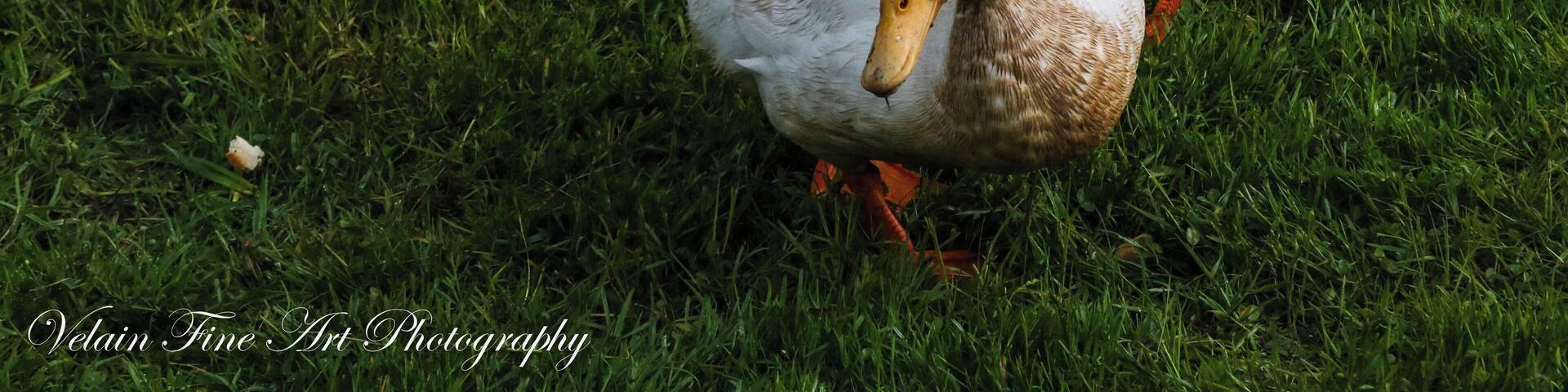 These two ducks are always there to great me at Highlandtown Reservoir. Great place for Osprey and Eagles too.