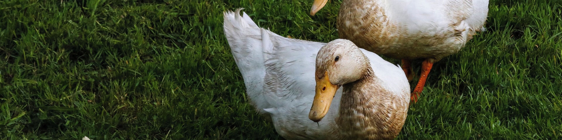 These two ducks are always there to great me at Highlandtown Reservoir. Great place for Osprey and Eagles too.