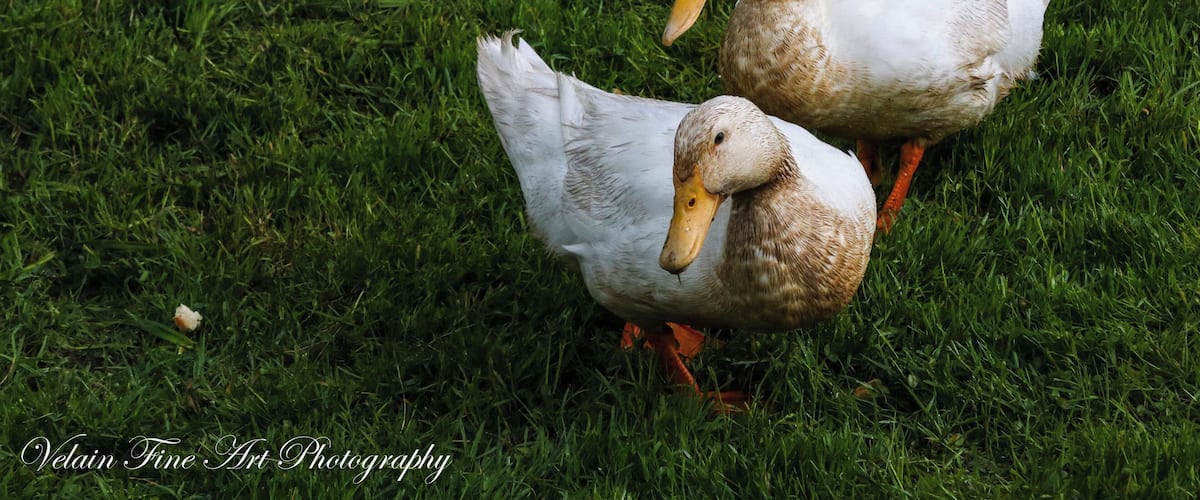 Two ducks on green grass.