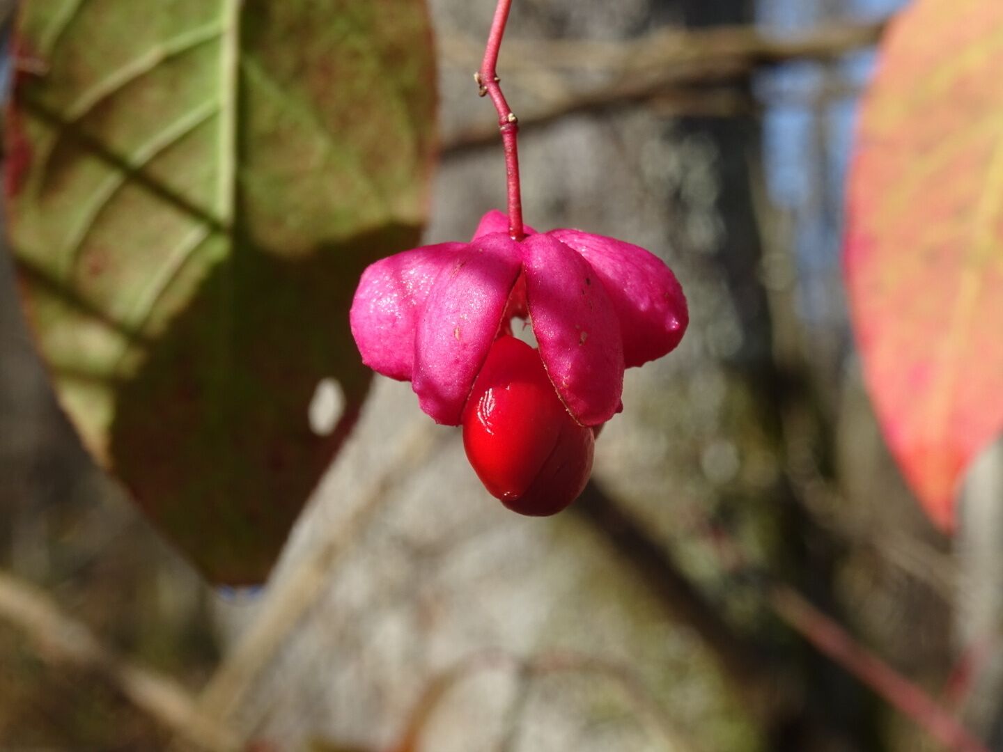 Now that the peak of the fall foliage has passed, you have to look harder for pops of color while hiking.

This is the fruit of euonymous, bright red berries descending from pink sheaths.