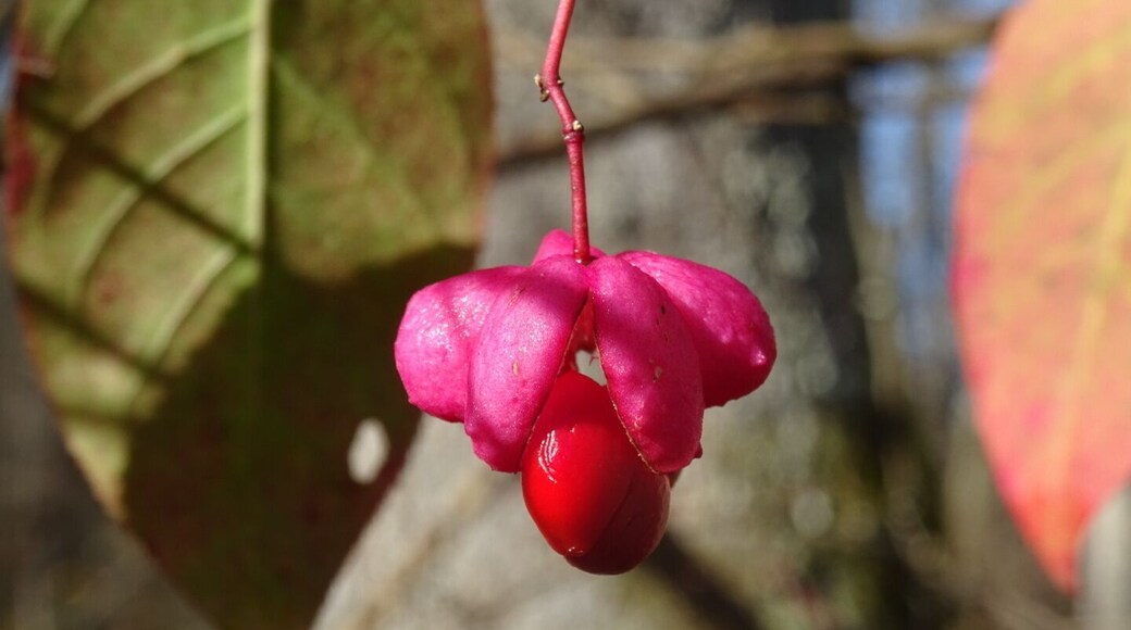 Now that the peak of the fall foliage has passed, you have to look harder for pops of color while hiking.
This is the fruit of euonymous, bright red berries descending from pink sheaths.