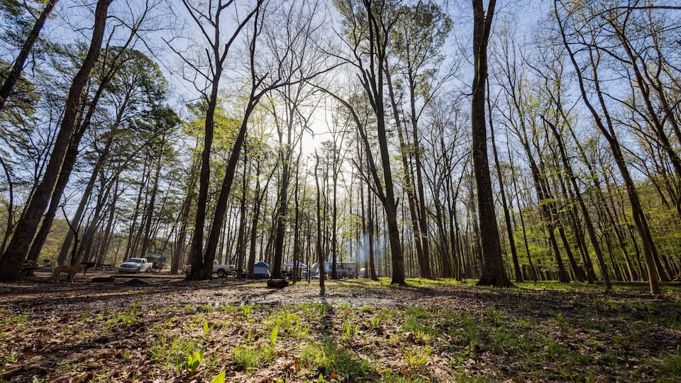 A forest with tall trees, a dog, and parked vehicles.