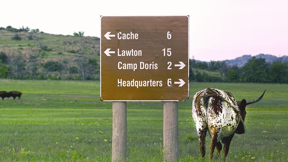 Oklahoma Longhorn.