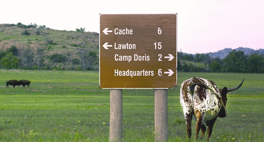 Oklahoma Longhorn.
