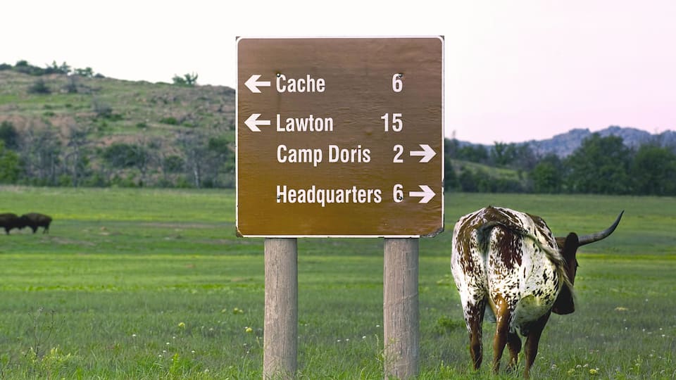 A directional sign in a grassy field with a cow grazing nearby.