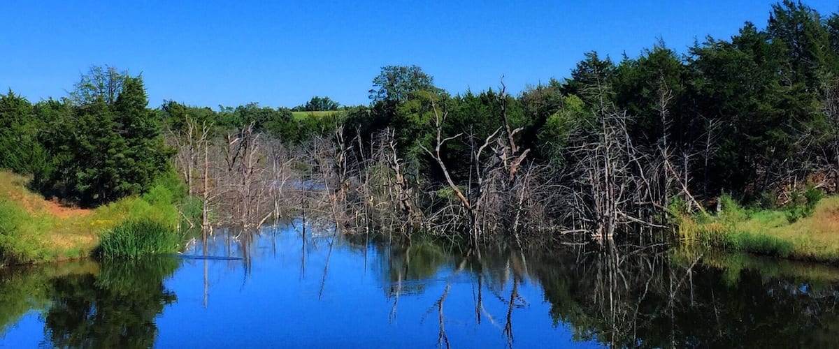 A calm lake surrounded by dense forest under a clear blue sky.