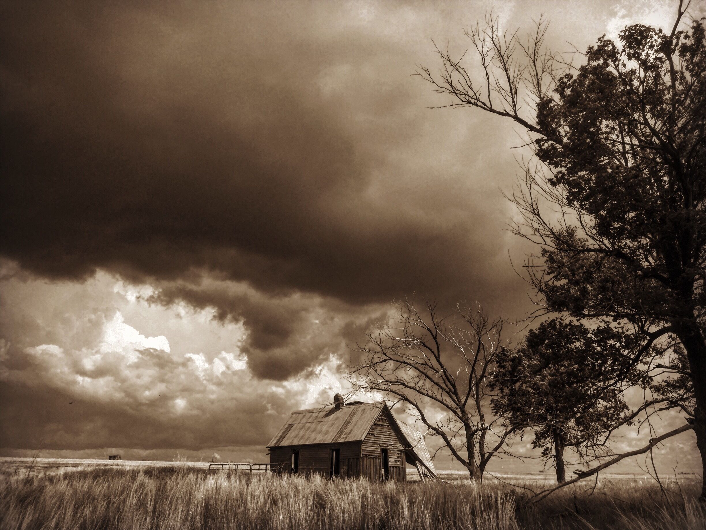 A rustic wooden cabin in a field with tall grass and a large tree to the right.