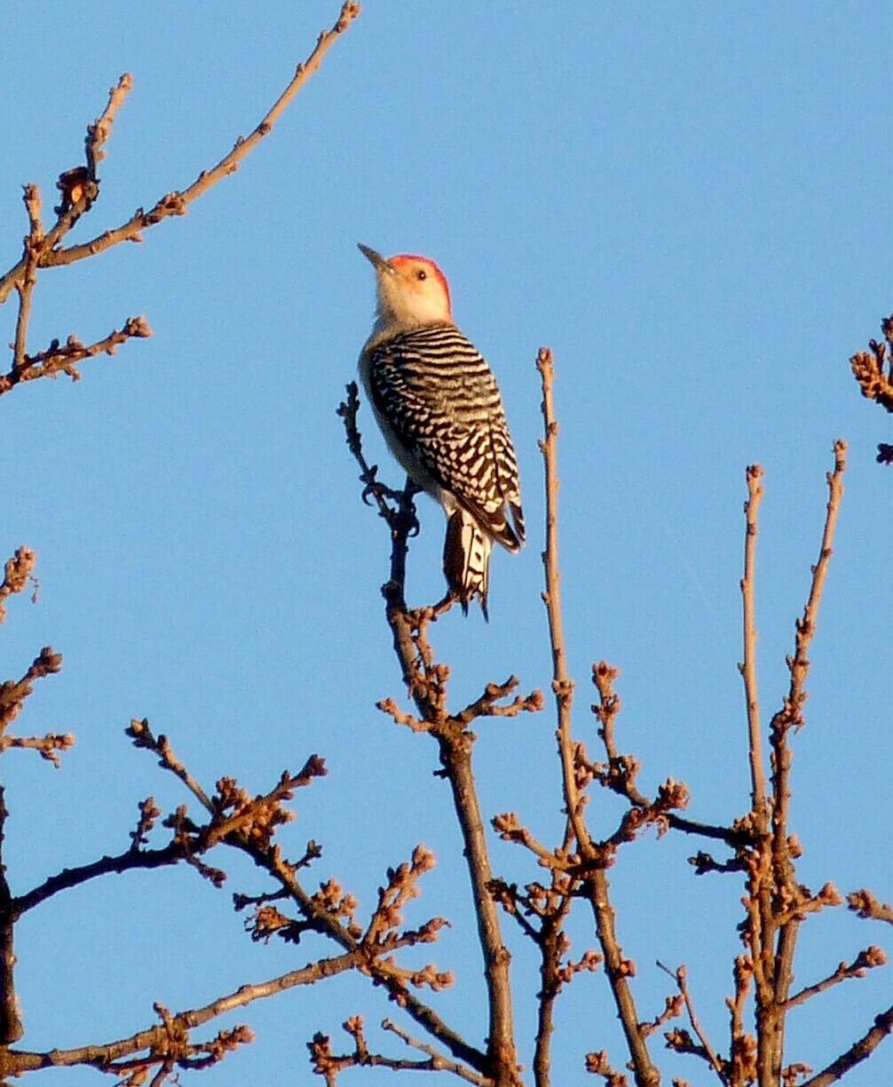 Red Bellied Woodpecker enjoying the sunset!