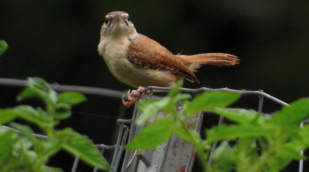 Can't take too many photos of this cute little wren who nests in our pavilion!