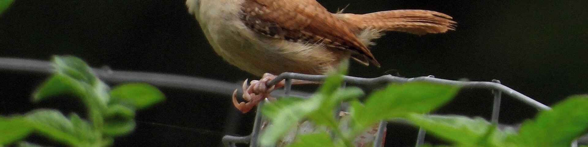 Can't take too many photos of this cute little wren who nests in our pavilion!