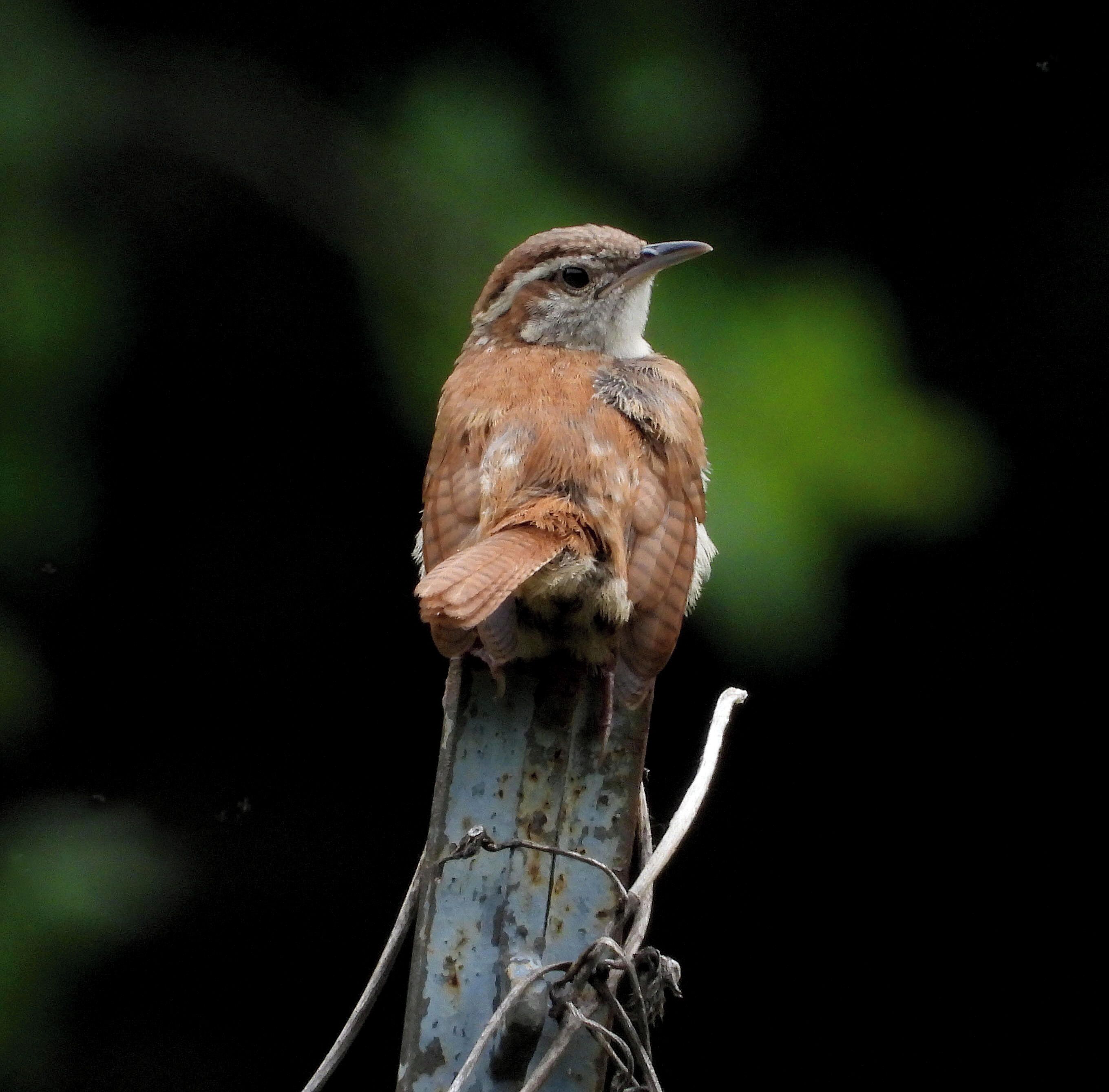 This cute little wren raises chicks all year round!