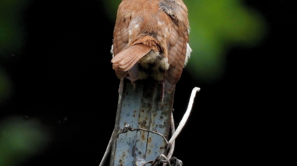 This cute little wren raises chicks all year round!