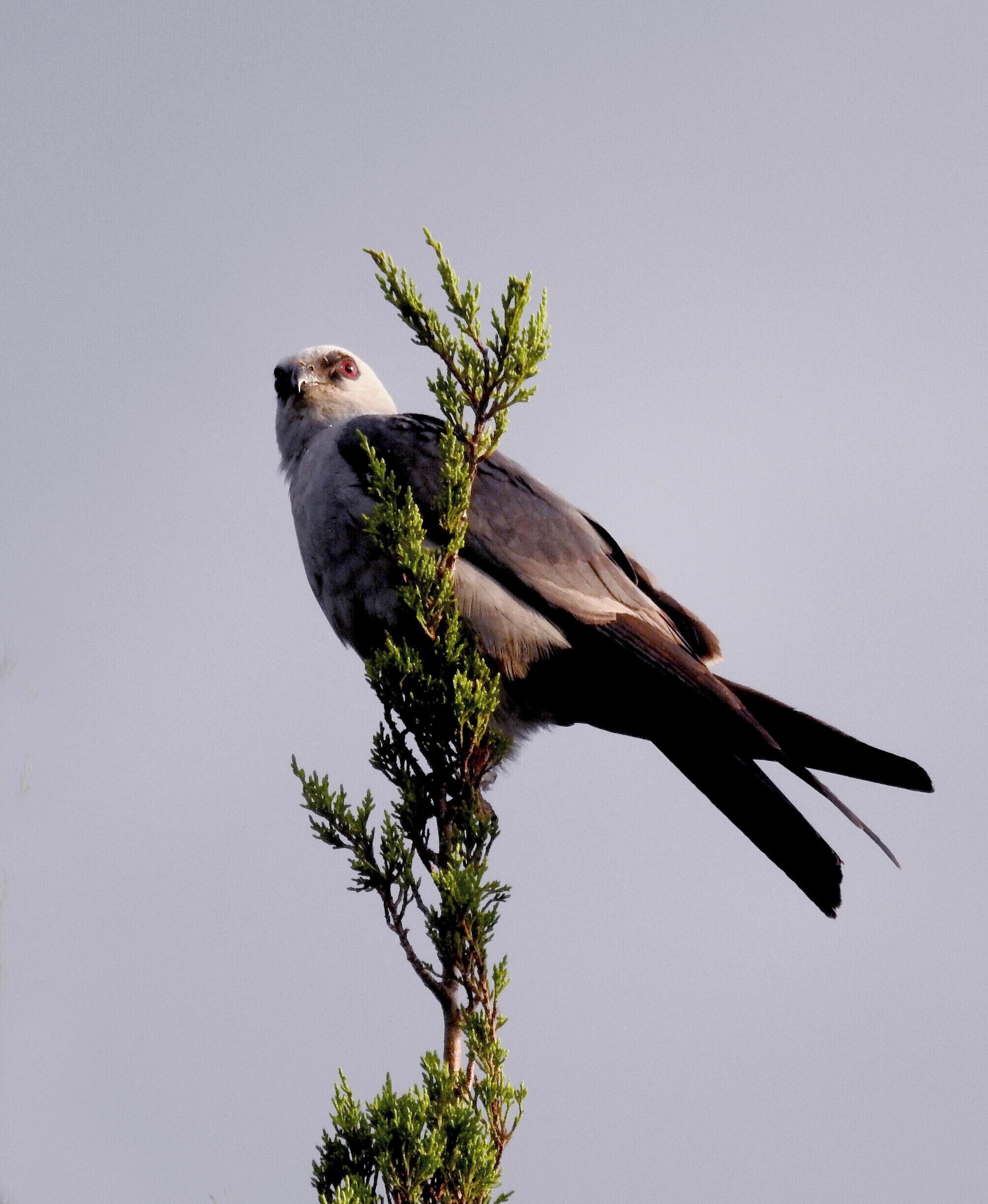 Mississippi kite at the top of a cedar tree.