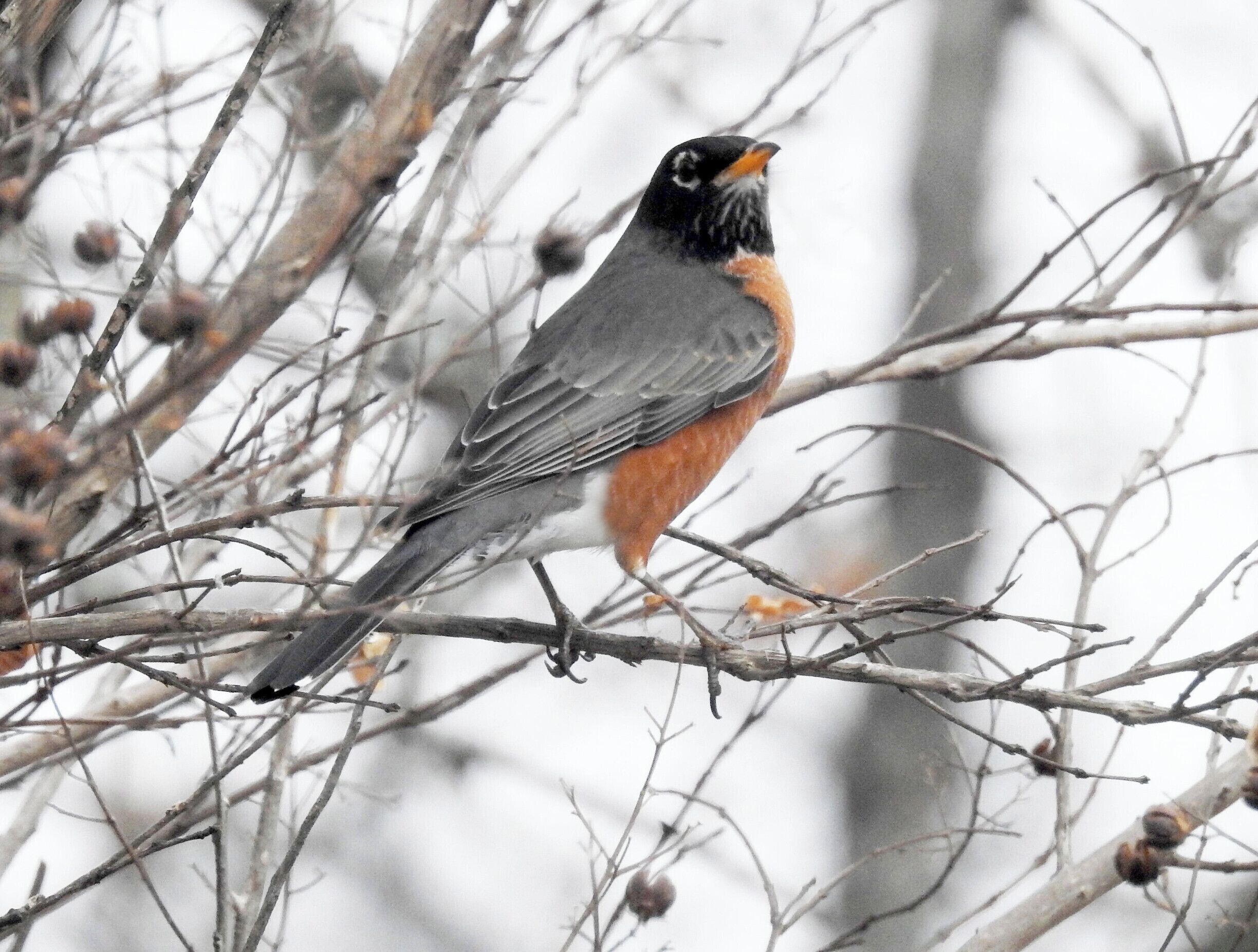 Robins stop by the B&K on their way north!