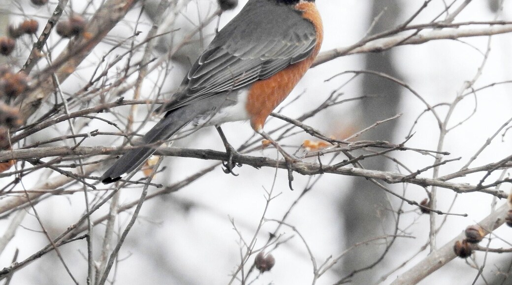 Robins stop by the B&K on their way north!