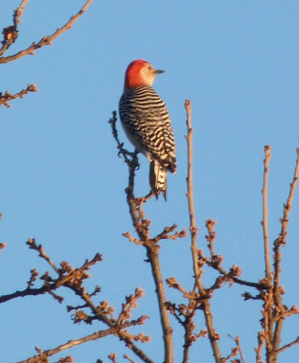 Red Bellied Woodpecker 
