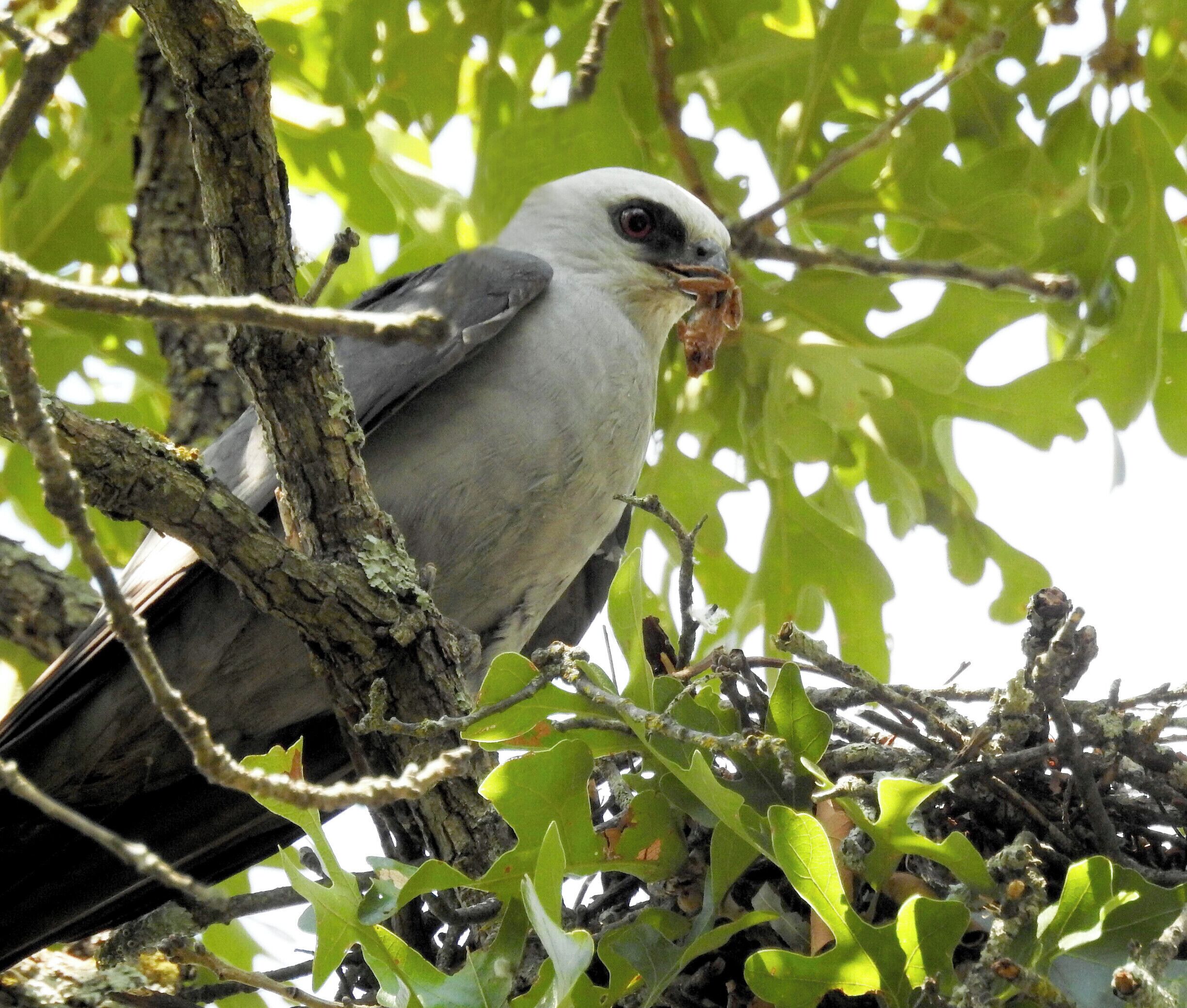 Kite caught a frog to feed to the chick! 7-18-17