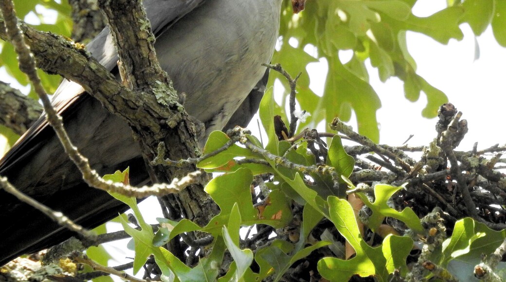 Kite caught a frog to feed to the chick! 7-18-17