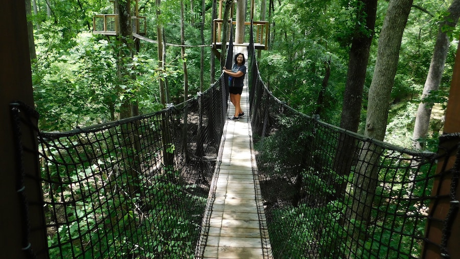 The tree canopy walk is cool. If you don't like high places might not be for you and the bridges do bounce when you walk across to the next platform. It is beautiful with the river under you.