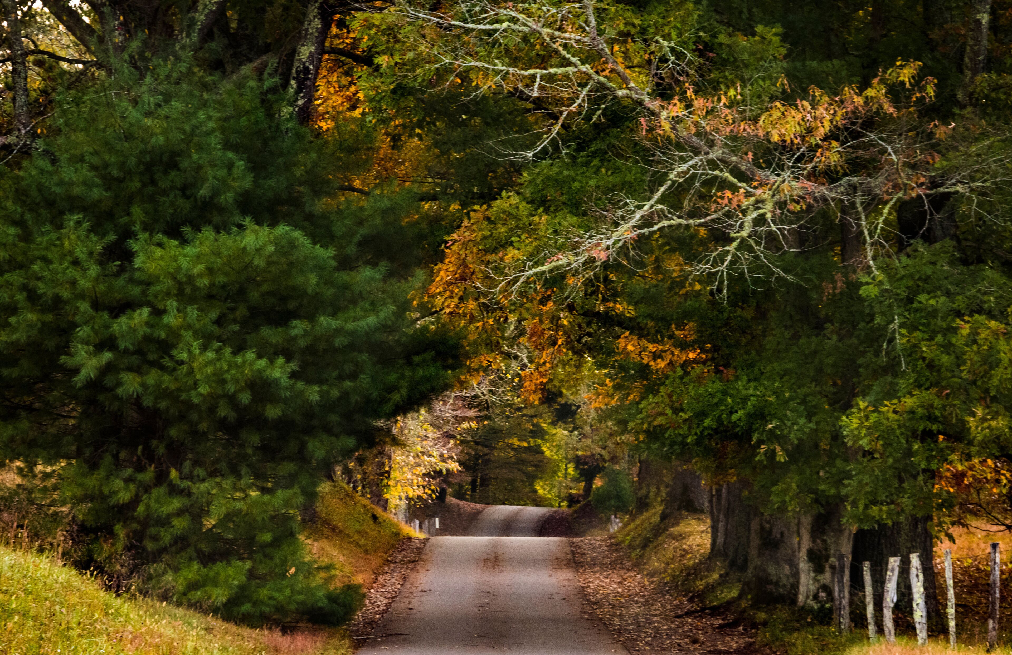 dramatic and vibrant autumn foliage in the Cades Cove in the Great  Smoky Mountain National park  in Tennessee.